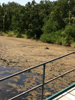 Blast, 2,500 Gallon, 5 Packets -Garden Series Store 37425 001v 1 1