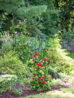 Essex Round Trellises -Garden Series Store 39545 2286 tif