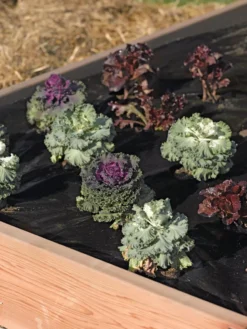 Easy-Plant Weed Block Mulch -Garden Series Store 40356 219 tif