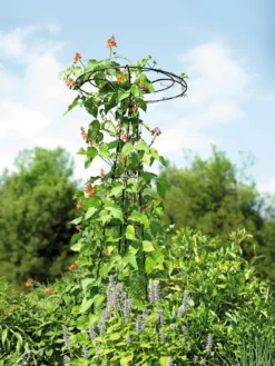 Essex Tuteur, 78" -Garden Series Store 8587861 4160 tif