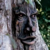Friendly Ent Tree Face