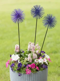 Everbloomin' Alliums, Set Of 3