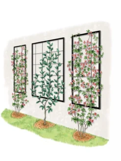 Exeter Wall Trellis -Garden Series Store 8600049 50 0001 art tif