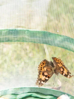 Butterfly Garden® Kit With Voucher -Garden Series Store 8609265 6288 tif