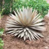Desert Steel Yucca Plant Sculpture
