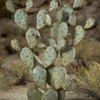 Desert Steel Prickly Pear Cactus Sculpture, Grande