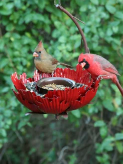 Desert Steel Sunset Peony Bird Feeder